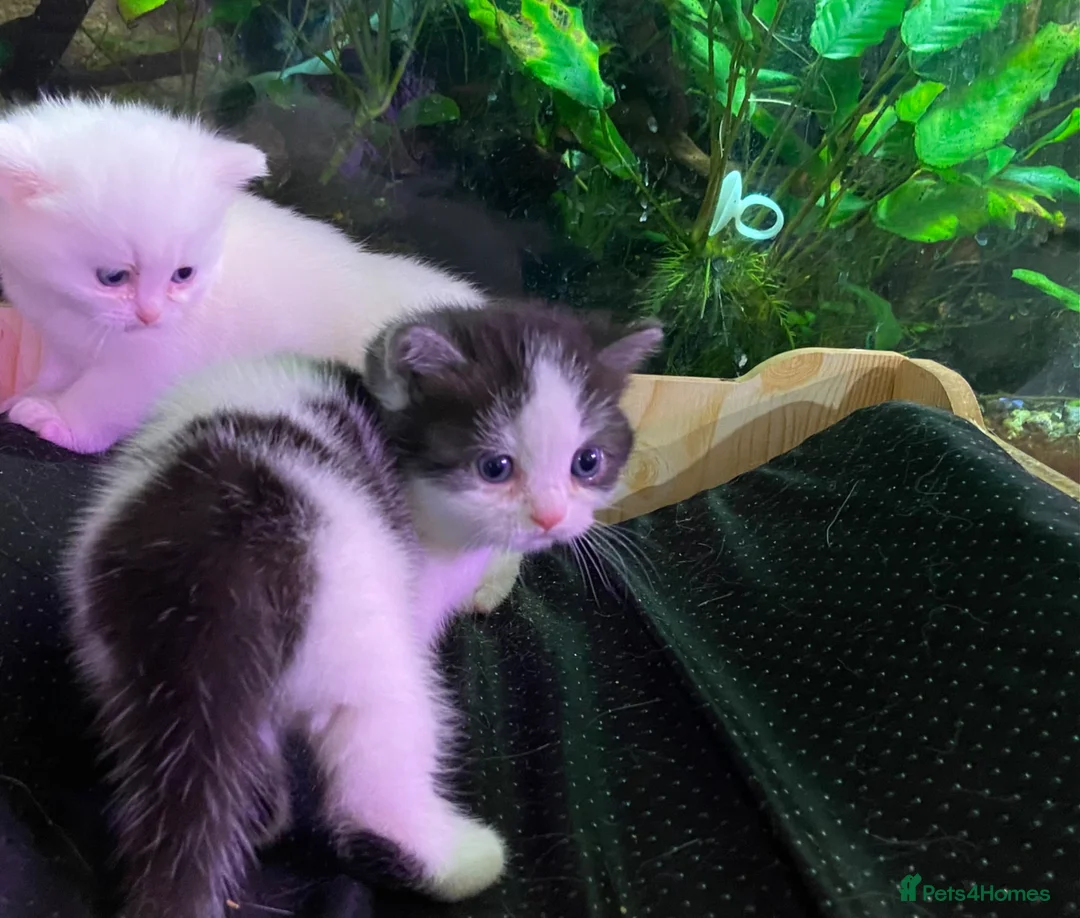 Munchkin cats for sale: 7 weeks old Full Pedigree Munchkin kittens  - Advert 2