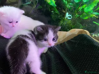 Munchkin cats 7 weeks oldFull Pedigree Munchkin kittens - Advert 6