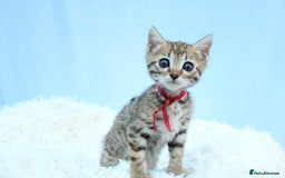Bengal cats for sale: 🔥Stunning Bengal kittens Available🔥 - Image 16