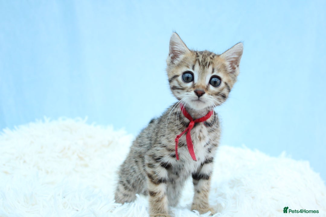 Bengal cats for sale: 🔥Stunning Bengal kittens Available🔥 - Image 16