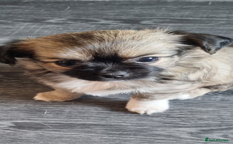 Chihuahua dogs - Advert 9