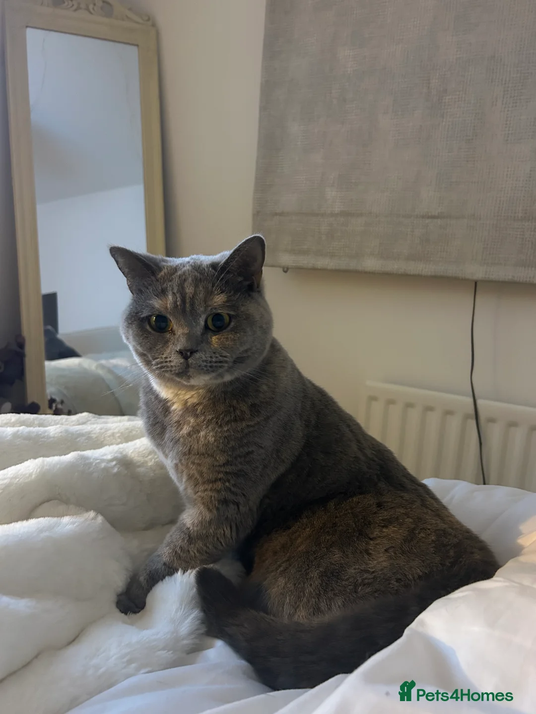 British Shorthair cats for sale: British shorthair blue tortie GCCF Registered  - Advert 2