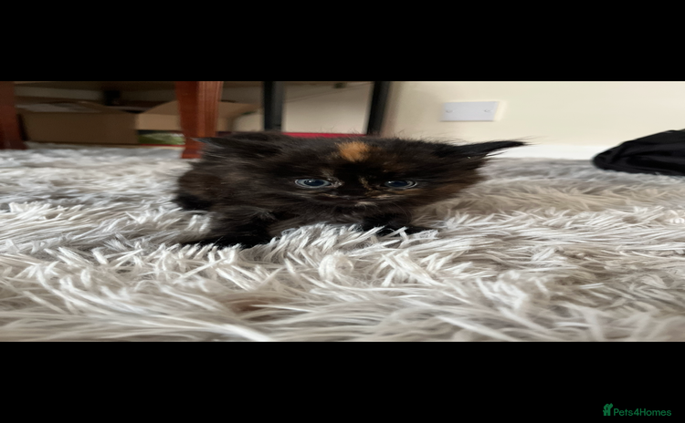 Mixed Breed cats - Advert 16