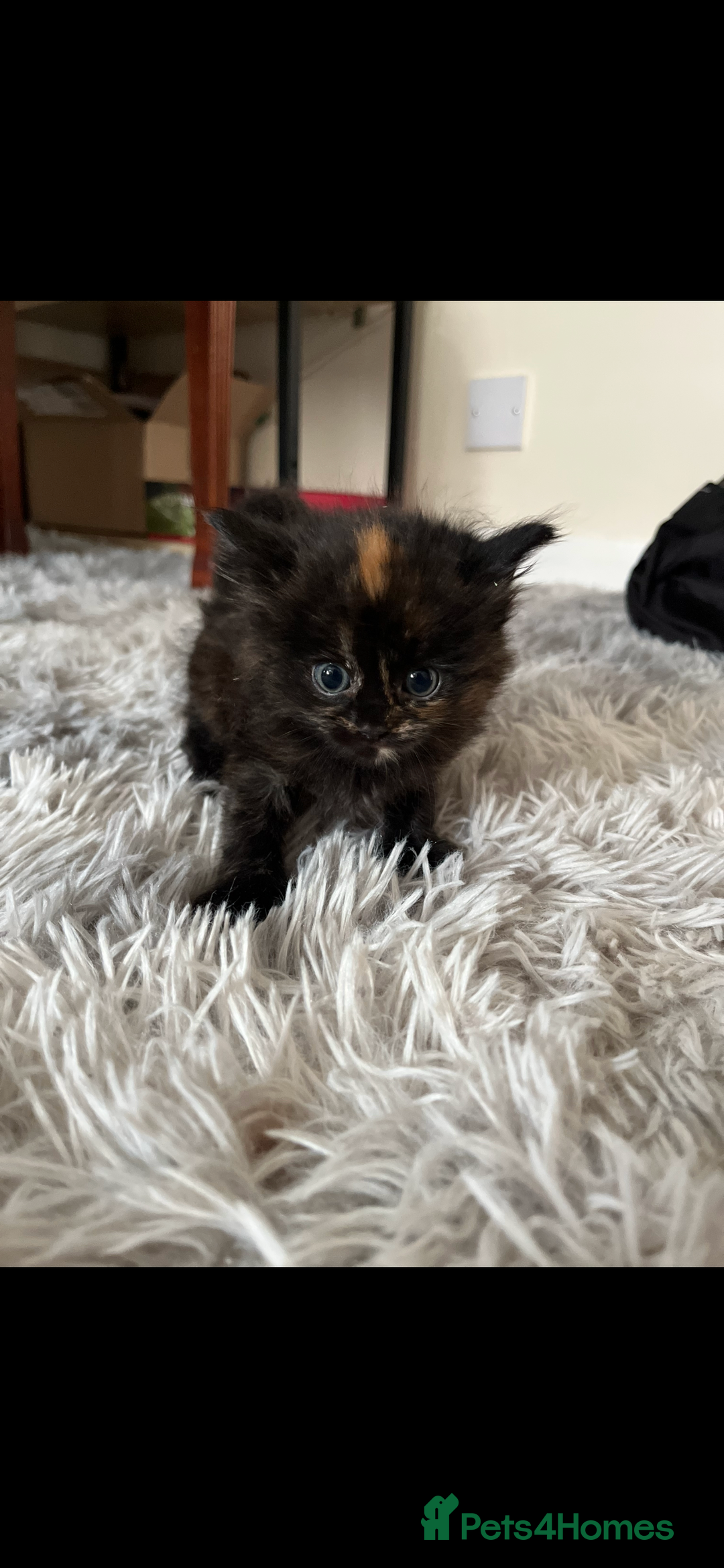 Mixed Breed cats for sale: Kitten  - Image 1