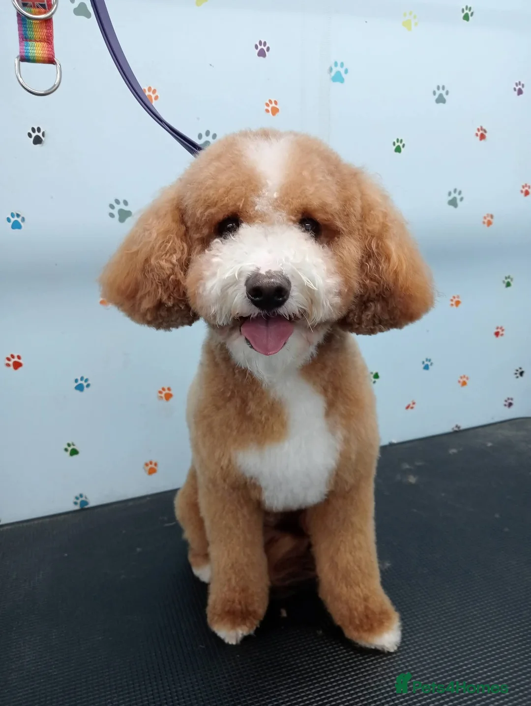 Cavapoo dogs for stud: 🐶 CAVAPOO STUD AVAILABLE 🐶  in Ashby-de-la-Zouch - Advert 1