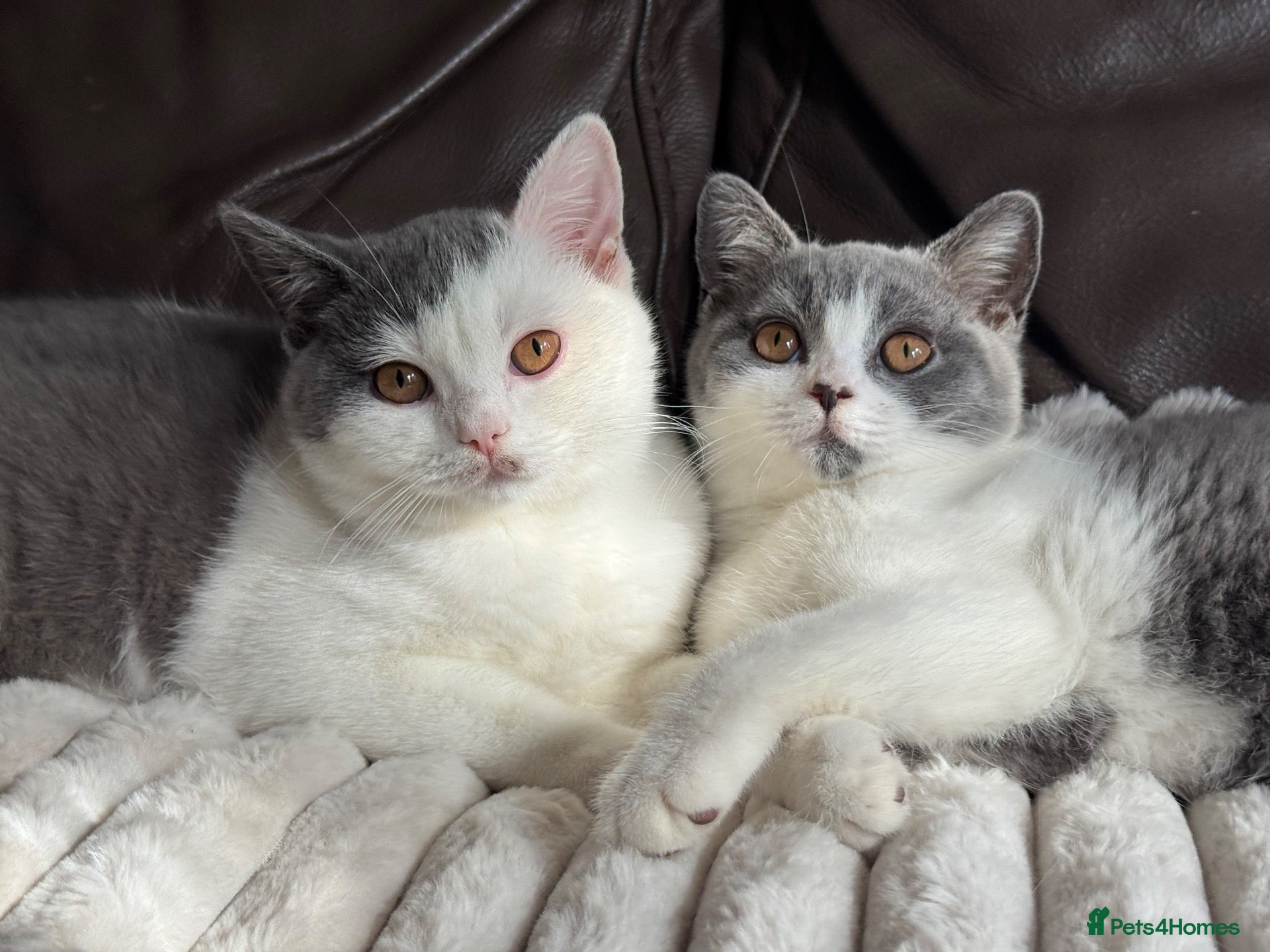 British Shorthair cats TICA Registered BritishShorthairKittens  Ready now - Advert 4