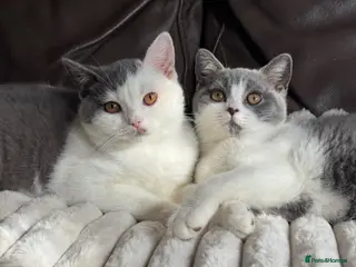British Shorthair cats TICA Registered BritishShorthairKittens Ready now - Advert 4