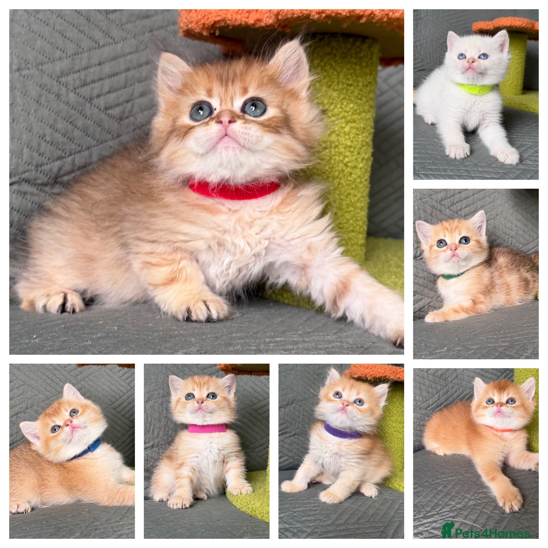 British Shorthair cats British Sh/Longhair golden TICA - Advert 1