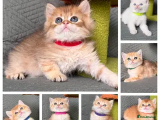British Shorthair cats British Sh/Longhair golden TICA - Advert 1