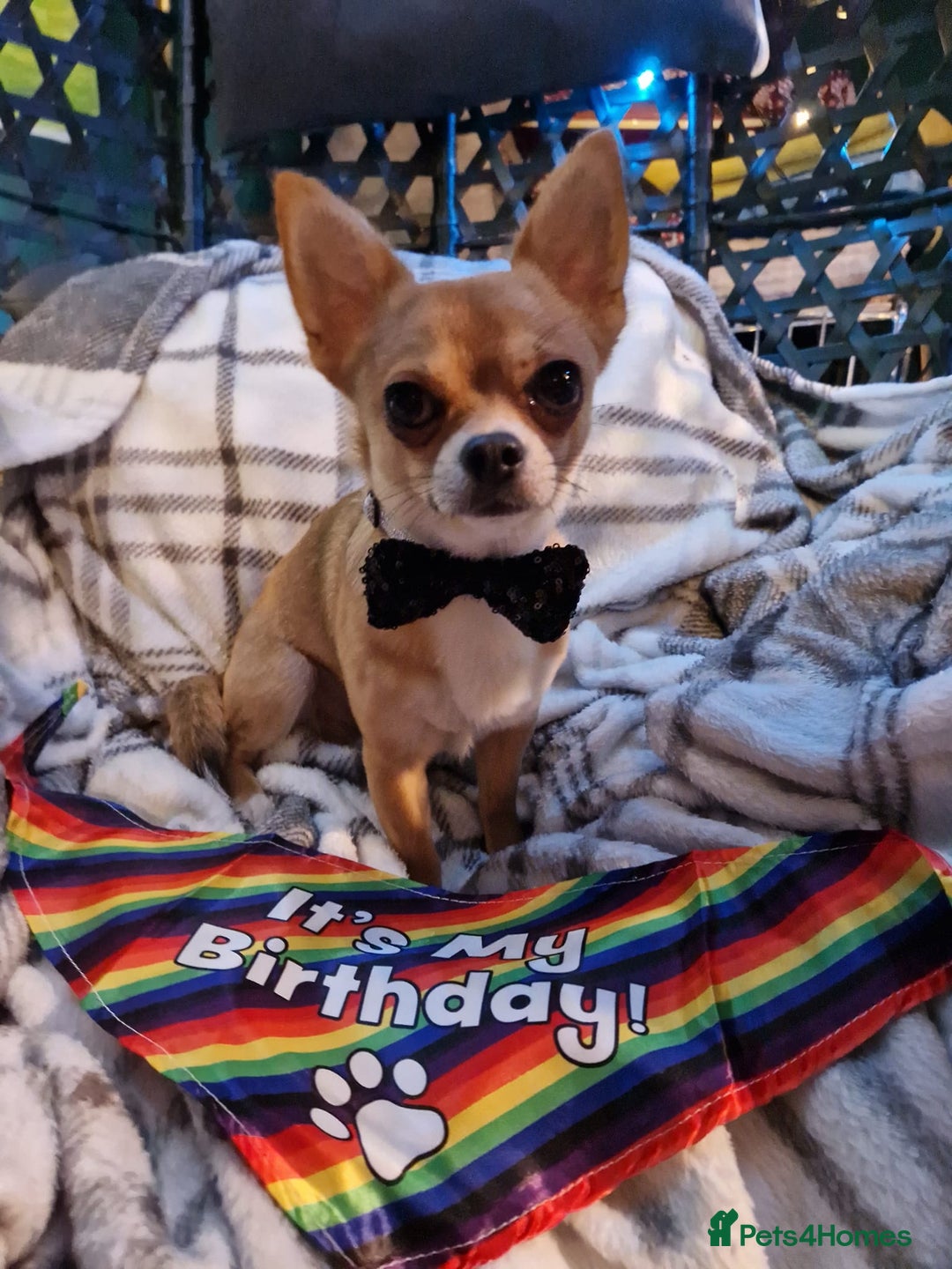 Chihuahua dogs for stud: PUREBRED CHIHUAHUA FOR STUD ONLY APPLE HEADED   - Image 3