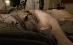 Mixed Breed dogs for adoption: Perfect PICKLE - Image 19