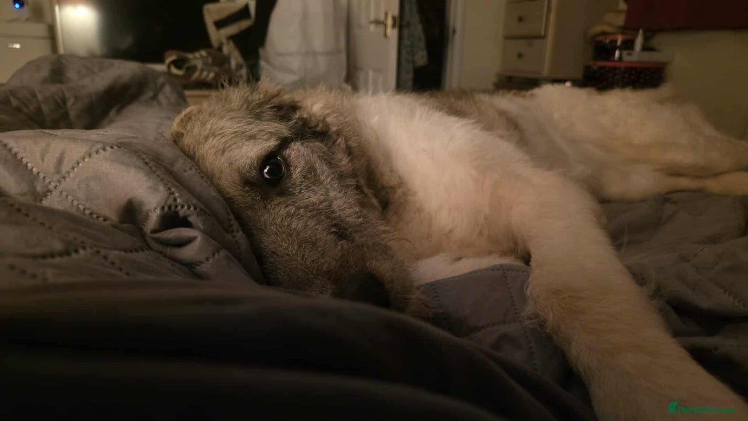 Mixed Breed dogs for adoption: Perfect PICKLE - Image 19