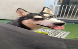Siberian Husky dogs for sale: 7 month old siberian husky - Image 4