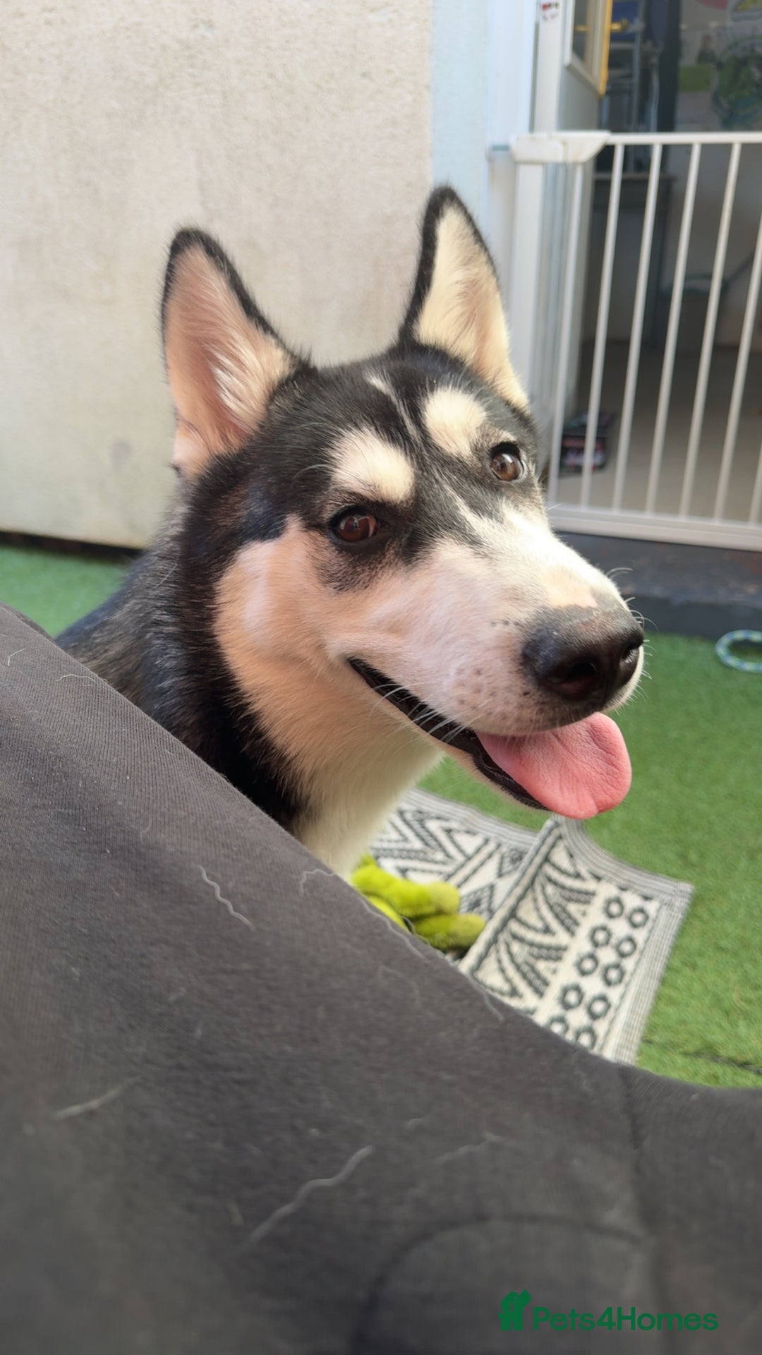 Siberian Husky dogs for sale: 7 month old siberian husky - Image 4