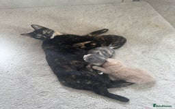 Domestic Shorthair cats for sale: Two female shorthair kittens  - Image 5