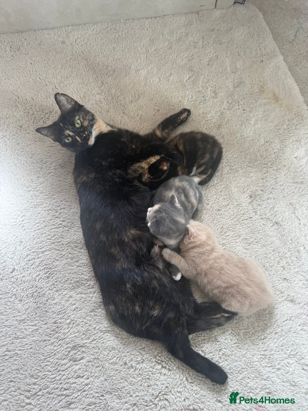 Domestic Shorthair cats for sale: Two female shorthair kittens  - Image 5