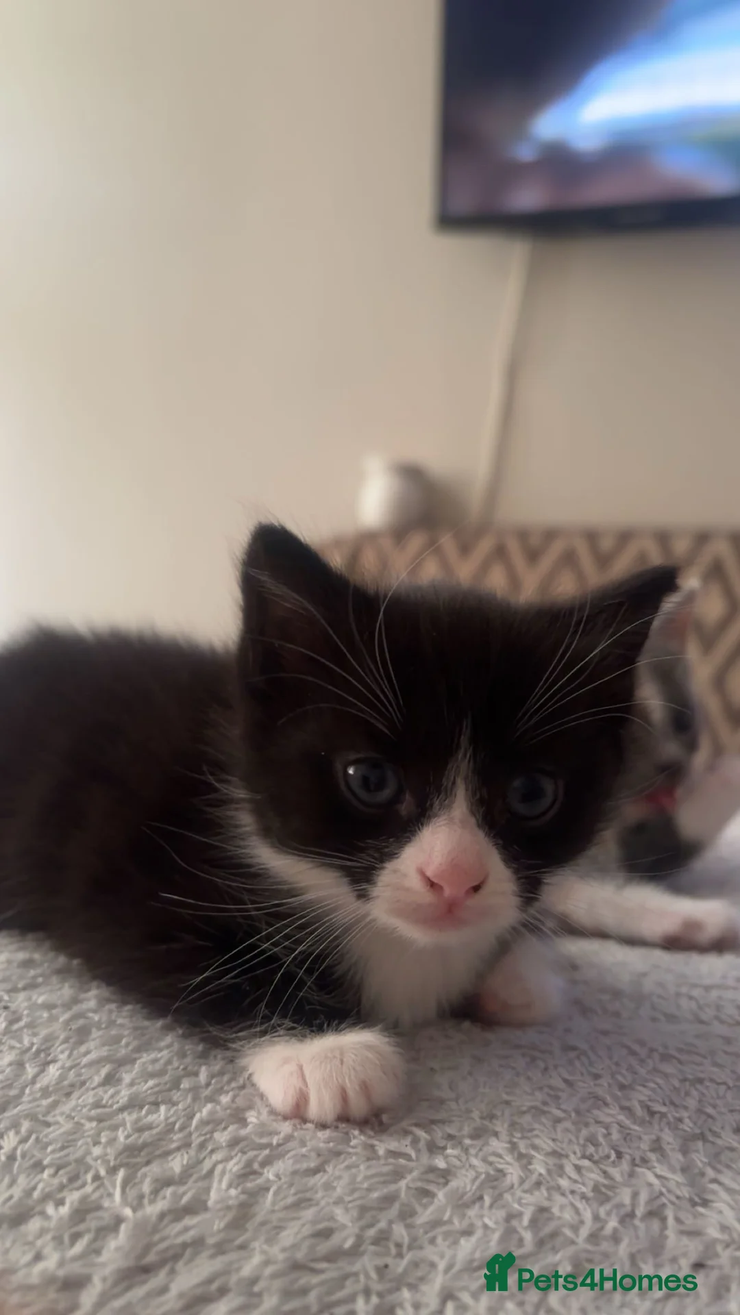 Mixed Breed cats for sale: Male Kitten - Advert 3