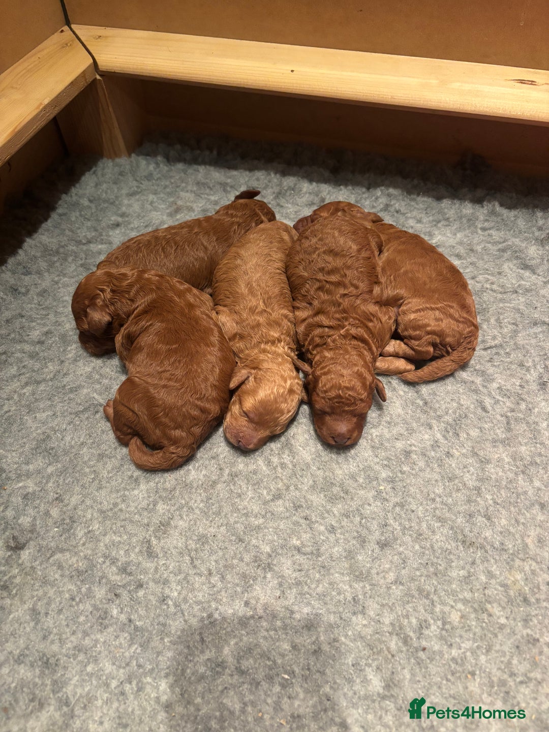 Miniature Poodle dogs for sale: KC Registered red miniature poodles  - Advert 14