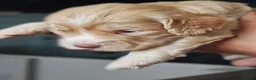 Cockapoo dogs for sale: Stunning F2 Cockapoo Puppies  in Saltburn-by-the-Sea - Advert 25