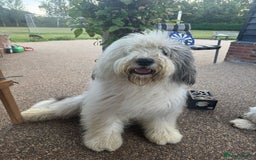 Old English Sheepdog dogs for stud: Handsome herbie for stud 🐾 - Image 3