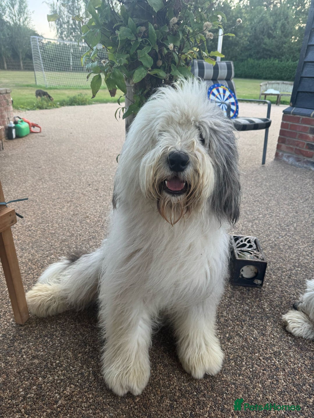 Old English Sheepdog dogs for stud: Handsome herbie for stud 🐾 - Image 3