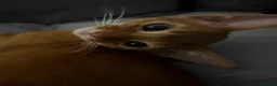 Abyssinian cats for sale: Stunning Abyssinian champion line kittens-last boy - Advert 29