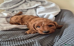 Cockapoo dogs for sale: Gorgeous Cockapoo For Sale - Image 19