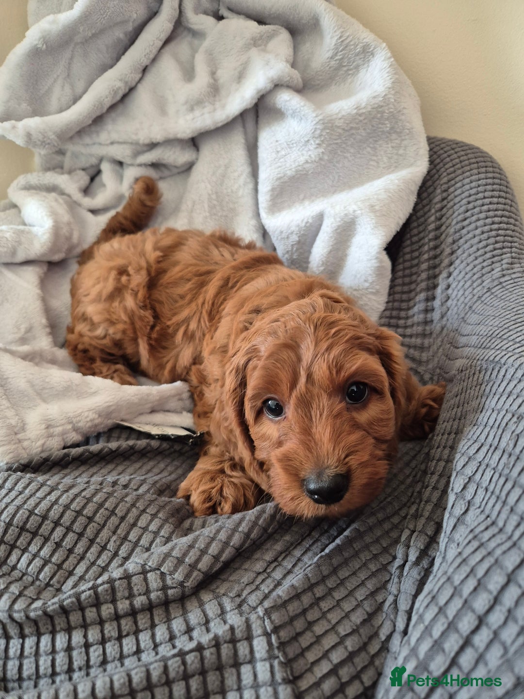 Cockapoo dogs for sale: Gorgeous Cockapoo For Sale - Image 19