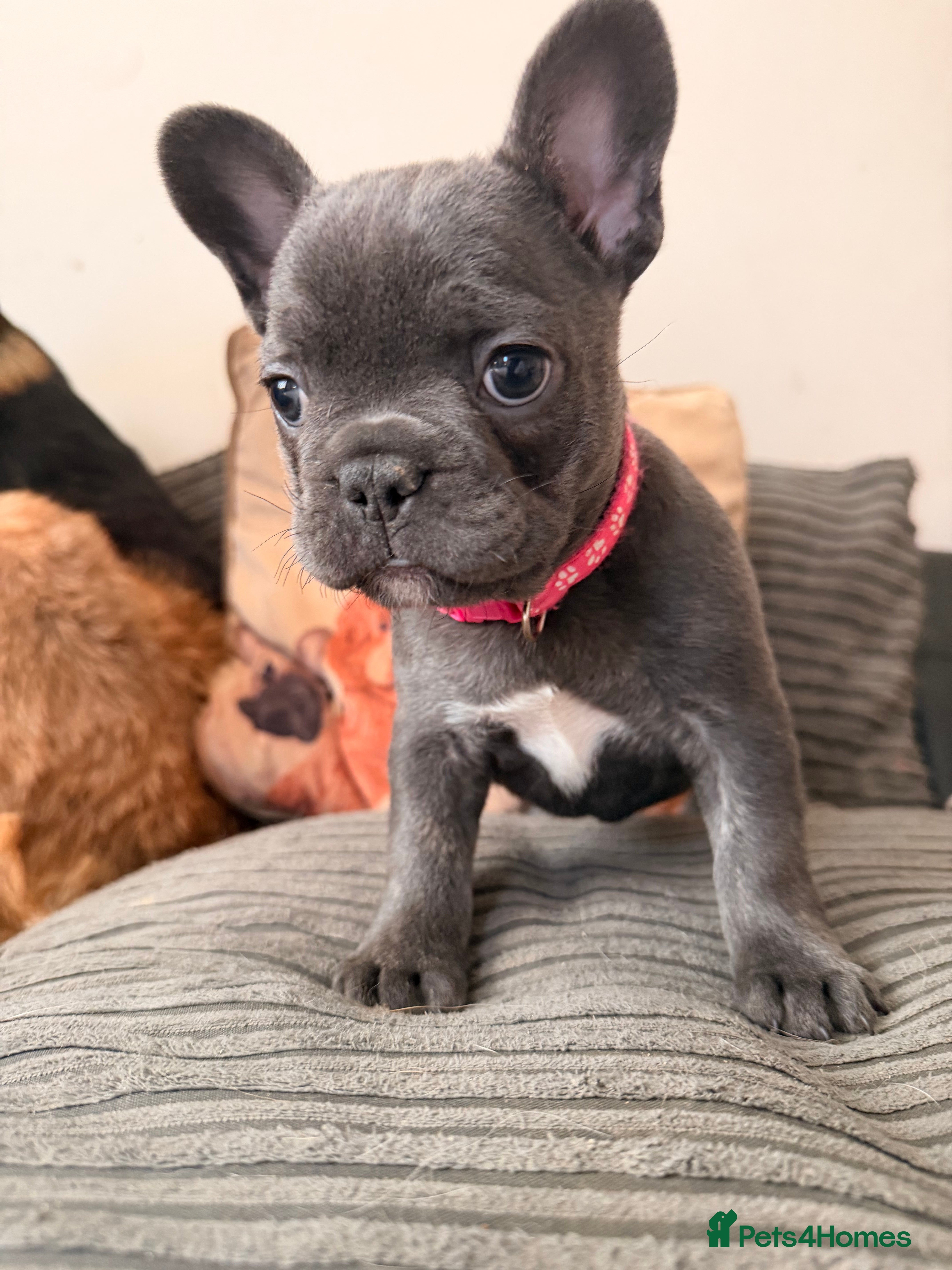 French Bulldog dogs Dwkc female frenchie looking for her forever home  - Advert 9
