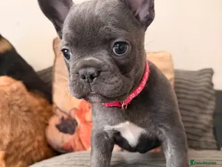 French Bulldog dogs Dwkc female frenchie looking for her forever home - Advert 9