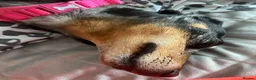 Dachshund dogs for sale: Tri dapple pups - Advert 4