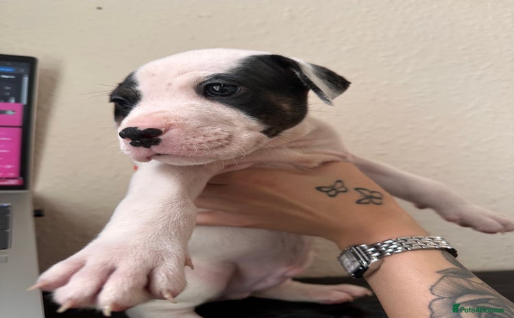 Mixed Breed dogs - Advert 1