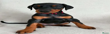 Dobermann 6