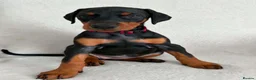 Dobermann dogs for sale: KC REGISTERED - DOBERMAN PUPPIES - Advert 16