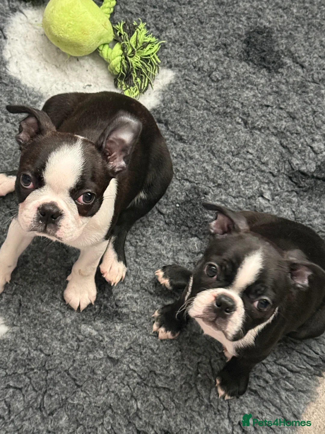 Boston Terrier dogs for sale: Kc Boston Terrier Puppies READY NOW !! 2 girls  - Advert 1