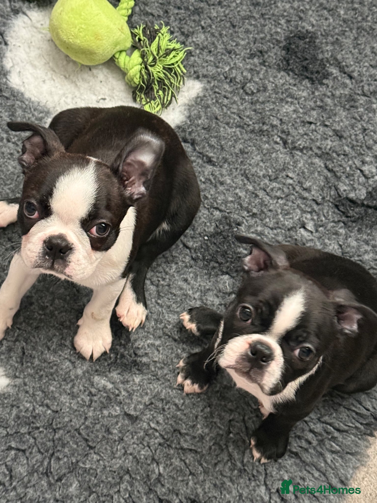 Boston Terrier dogs Kc Boston Terrier Puppies READY NOW !! 2 girls - Advert 2