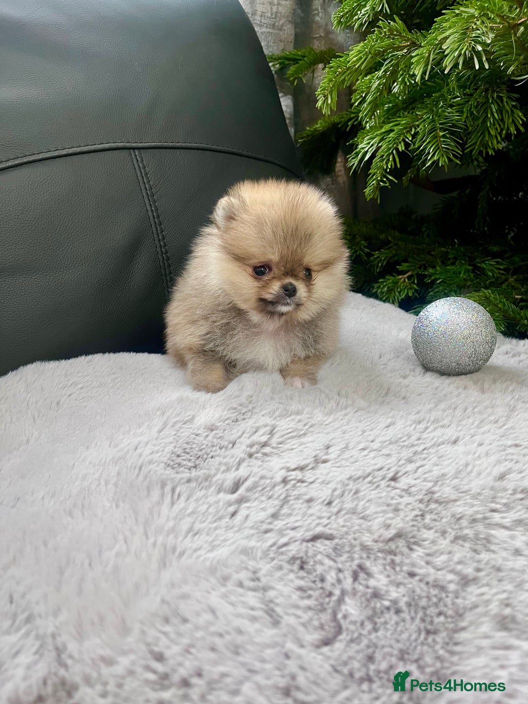 Pomeranian dogs for sale: 🔥Very Small 500gr.at 8weeks🐻Teddy Bear   - Advert 14