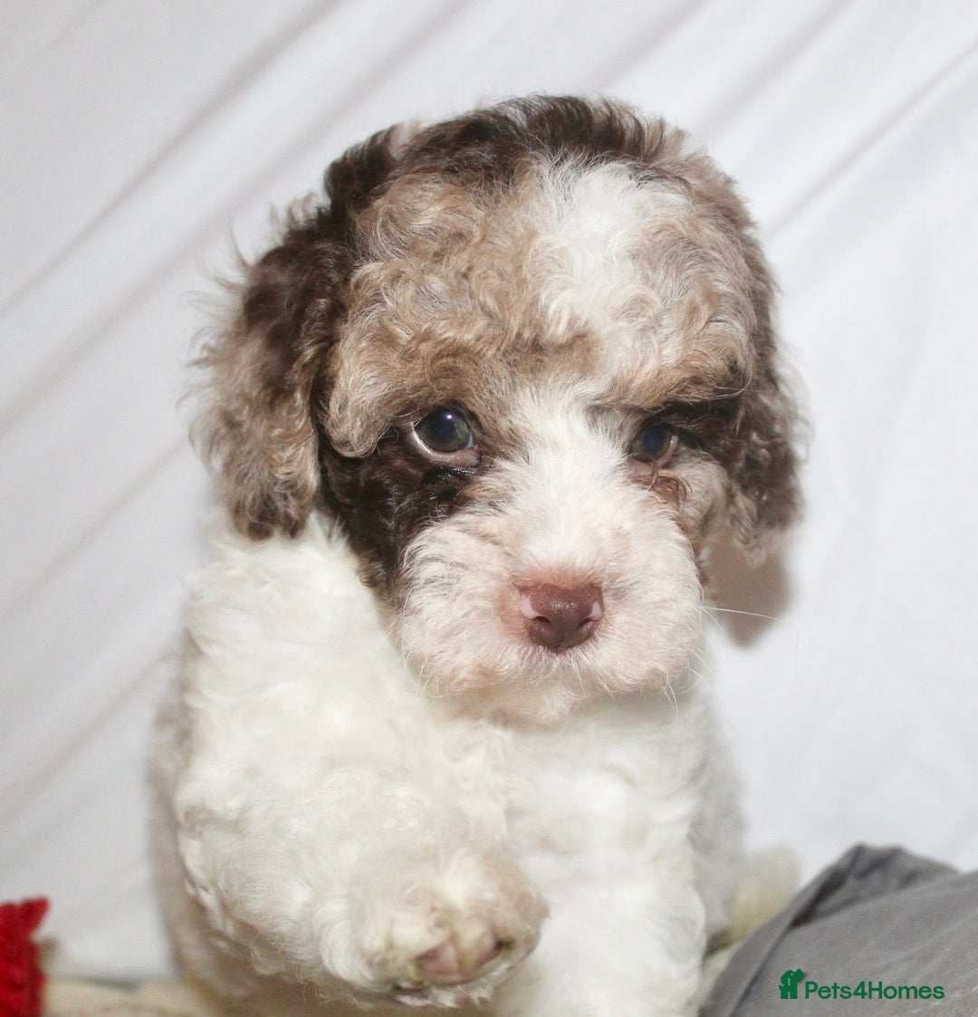 Cockapoo dogs for sale: Child friendly cockapoo puppies  - Advert 4