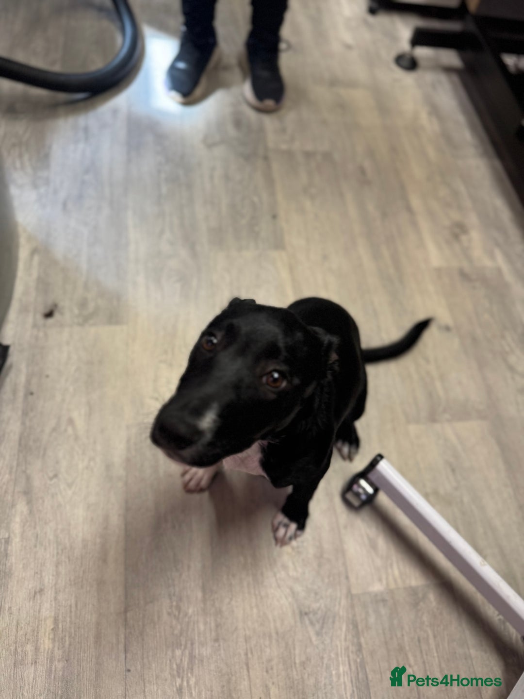 Mixed Breed dogs for sale: Luna  - Advert 4