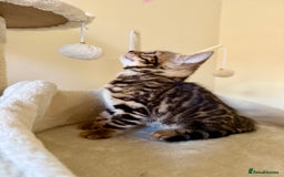Bengal cats for sale: Bengal kittens  - Image 5
