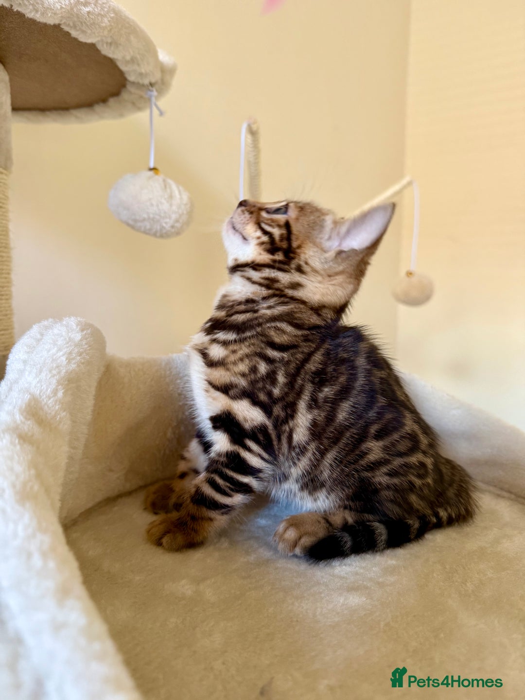 Bengal cats for sale: Bengal kittens  - Image 5