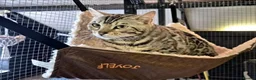 Bengal cats for sale: 2yr old Bengal Boy ready now💙 - Advert 3