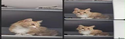 Mixed Breed cats for sale: Honey looking for a Home  - Advert 2