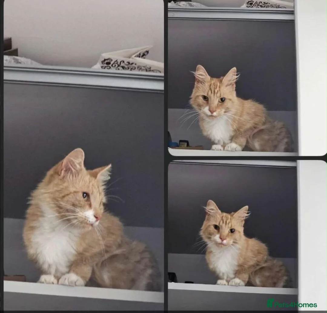 Mixed Breed cats for sale: Honey looking for a Home  - Advert 2