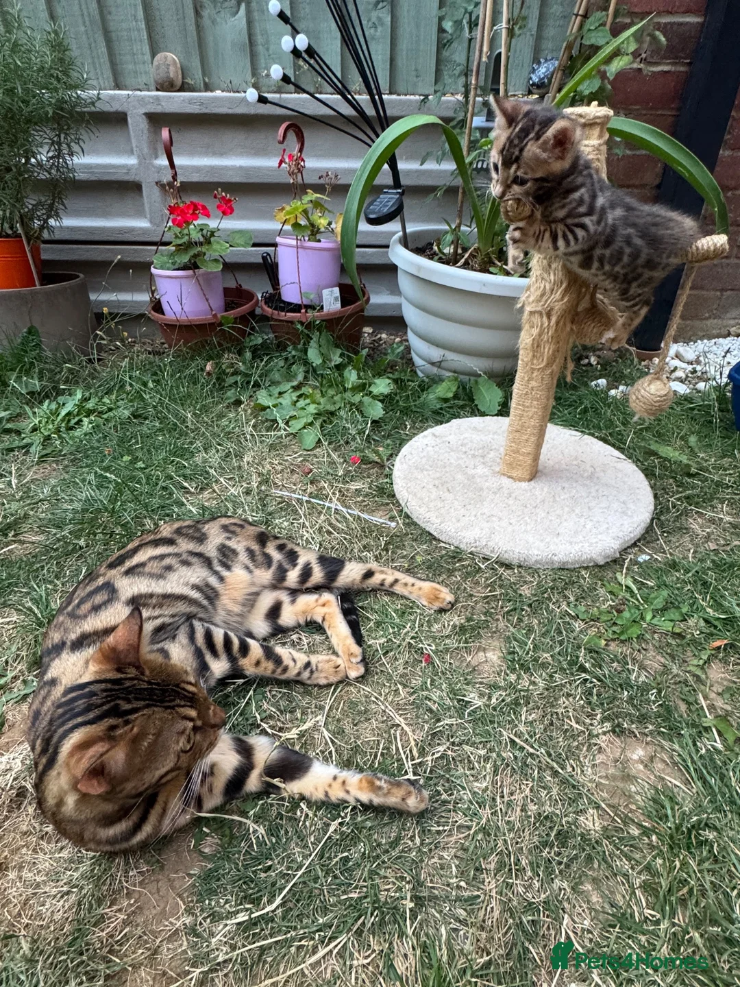 Bengal cats for sale: Bengal Kitten Boy in Northampton - Advert 1
