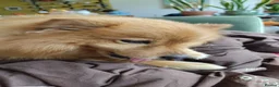 Mixed Breed dogs for adoption: Scotland:💙DEXTER💙ACTIVE,PLAYGUL, LOVING   - Advert 15