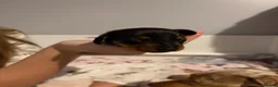 Miniature Dachshund dogs for sale: Beautiful litter of miniature dachshunds  in Sunderland - Advert 9