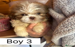 Shih Tzu dogs for sale: Four shih tzu boy puppy’s for sale. - Image 11