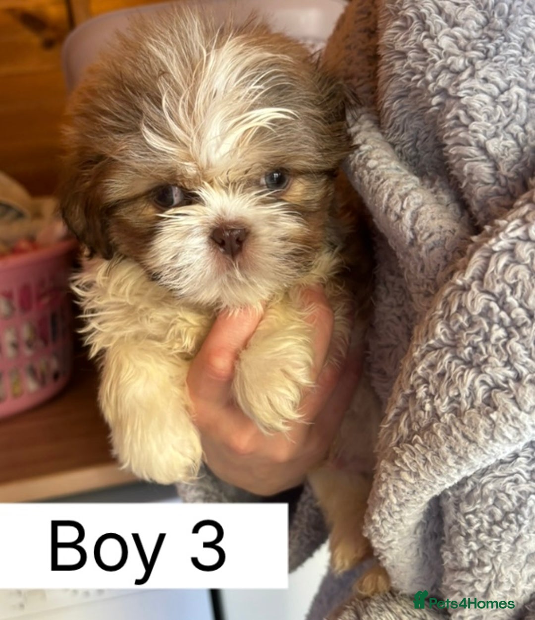Shih Tzu dogs for sale: Four shih tzu boy puppy’s for sale. - Image 11