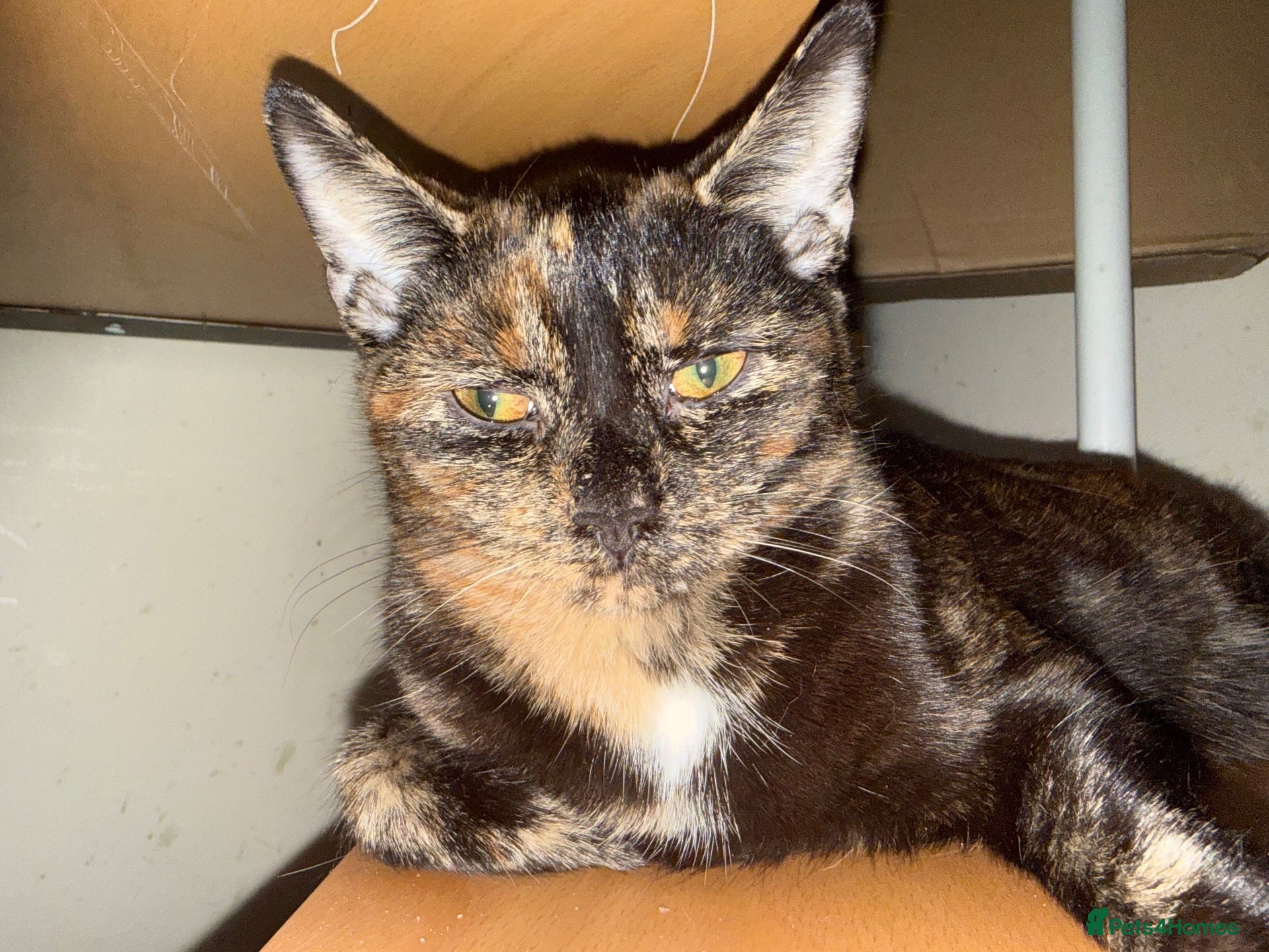Mixed Breed cats Sweet Tortoiseshell Cat Seeking Forever Home - Advert 1